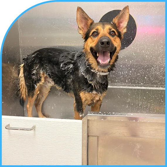 Comfortable bath and brush sessions for all breeds