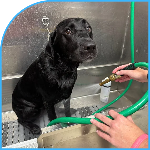 Stress free bath and brush sessions for dogs
