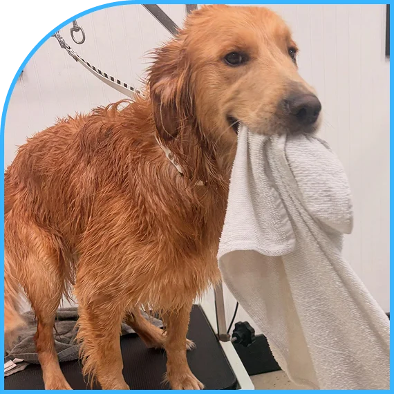 Helpful staff supporting Assisted Dog Wash Service