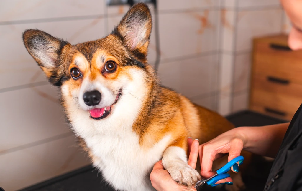 Pet Care Answers and Guidance for Dog Owners