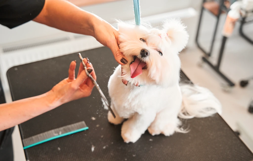 Dog Grooming Services