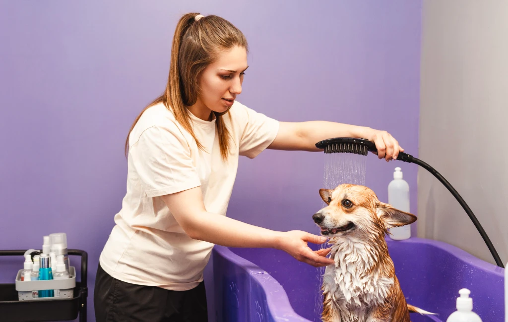 Self Service Dog Wash Kansas City
