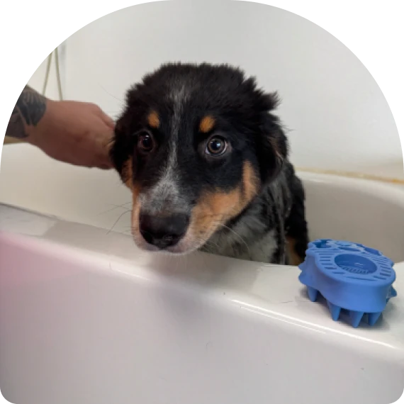 Step-By-Step Wash Guidance