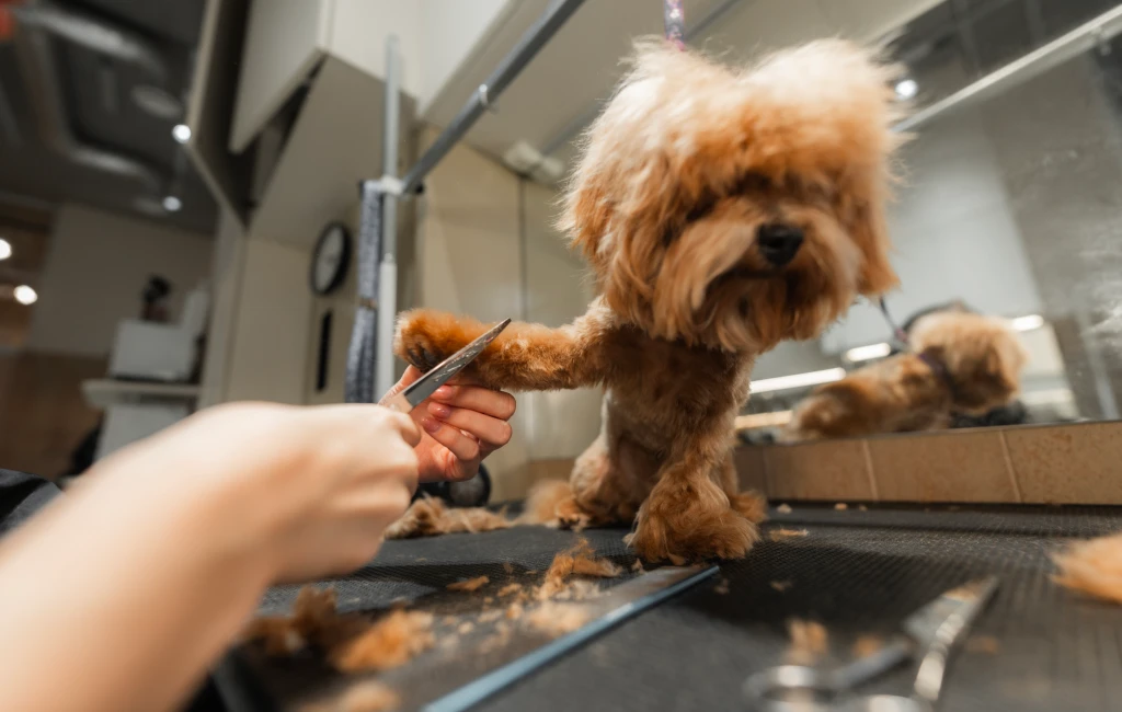 Full Service Dog Grooming Kansas City