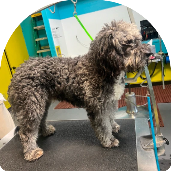 Dog Coat Cleaning and Bathing