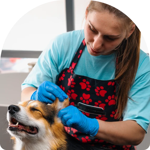 Ear Cleaning and Hygiene Checks