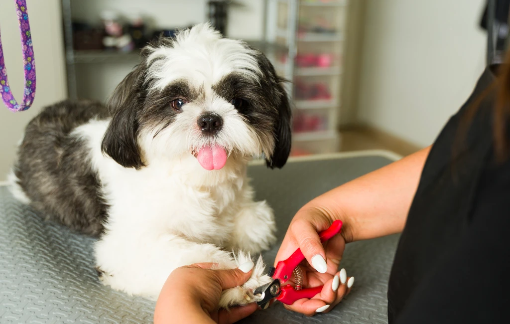 Walk In Dog Nail Trims Kansas City