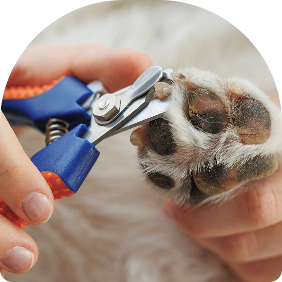 Affordable Dog Nail Trimming