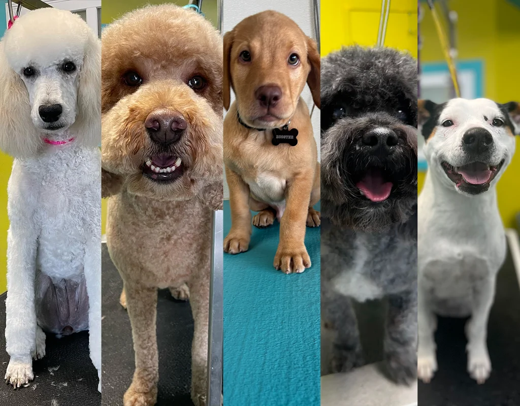 Pet Grooming Services Kansas City