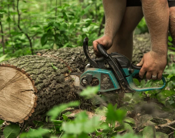 Experience seamless Tree Removal in Lubbock, ensuring a safer and more appealing landscape