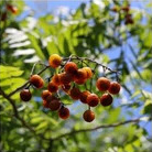 Golden Roots embraces sustainability with the use of Natural Pacun Seeds in crafting Necklaces