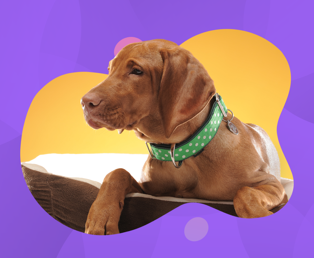 Online Dog Accessories Store Buy Dog Products Pupgenics