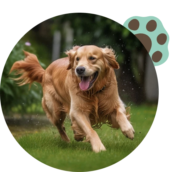 In Grass Valley, trust All About Dogs Training Center for expert Dog Training services