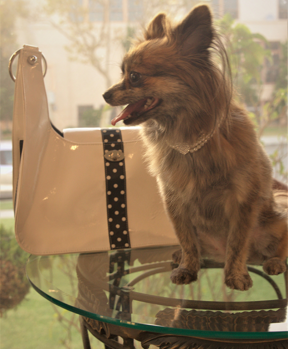 Elegant and sturdy pet accessories designed for comfort and style, keeping pets happy and chic.