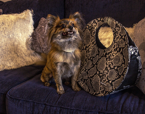 Elegant pet accessories designed for luxury and affordability. Explore exclusive styles for your beloved pets.