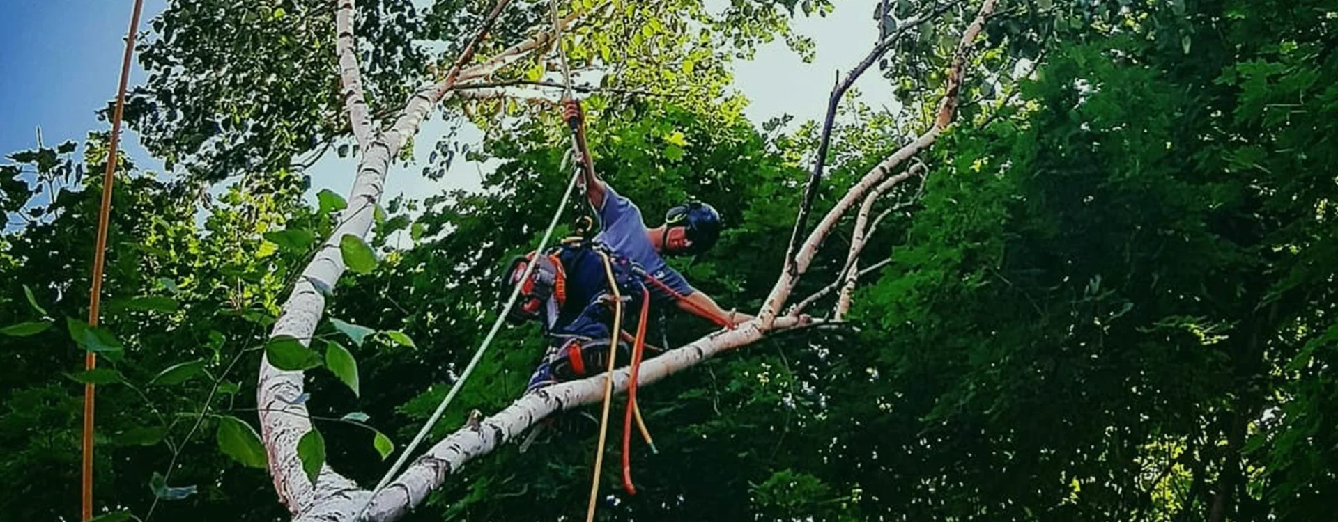 Strengthen Your Trees with Expert Cabling and Bracing Services