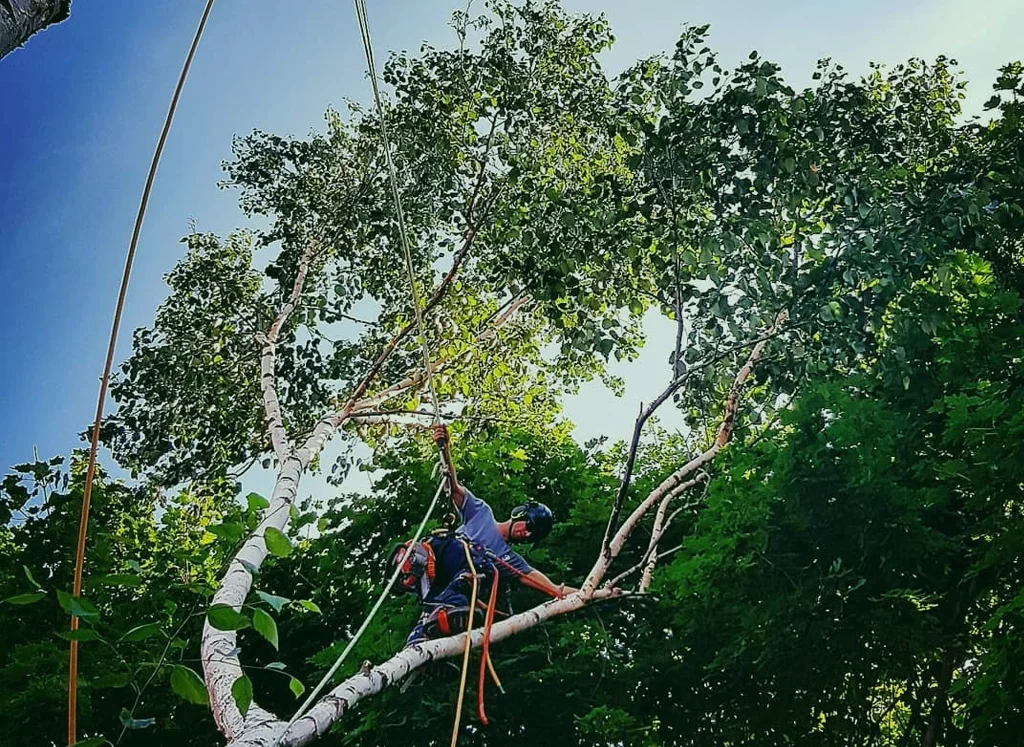 Strengthen Your Trees with Expert Cabling and Bracing Services