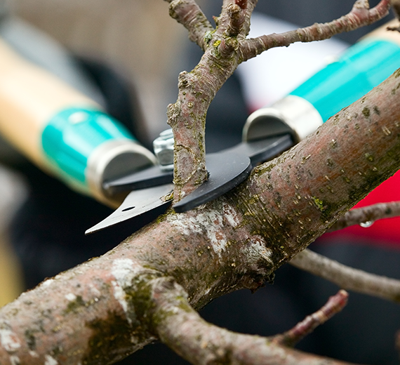 Secure Your Trees: Expert Insect and Disease Management Services