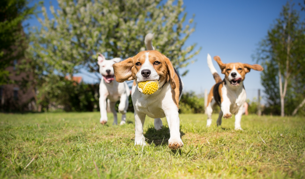 Transform Your Dog Training Experience In Hialeah