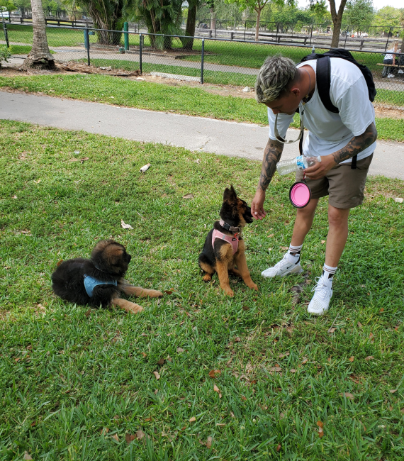 Puppy Training Miami