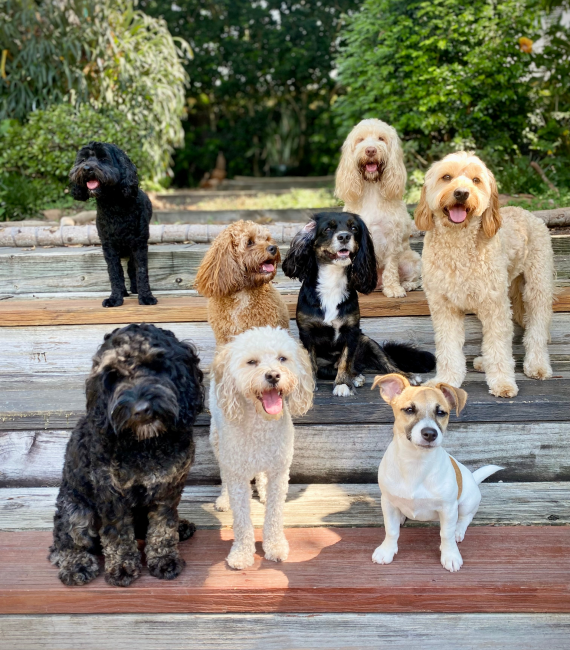 Group Dog Training Classes