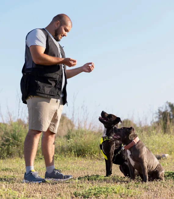 Puppy Training Miami