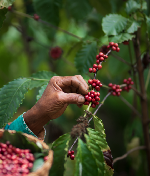 Buy Colombian Coffee Online