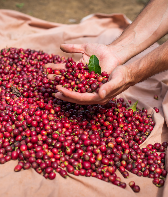 Buy Colombian Coffee Online