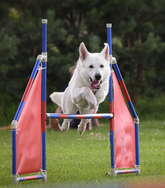 Dog Boarding Facility