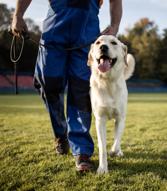 Dog Day Care Ocala FL