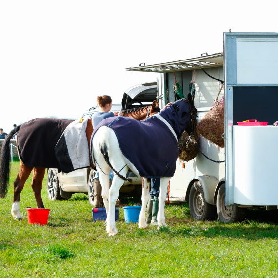 Horse Trailer For Rental