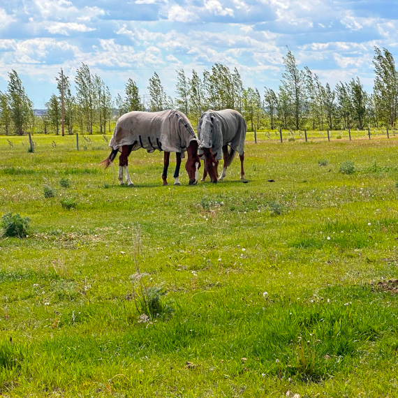 Horse Riding Lessons Saskatoon