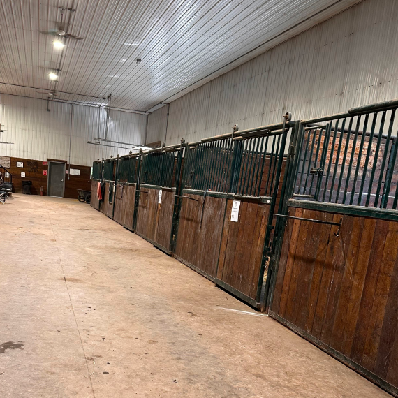 Horses For Sale Regina