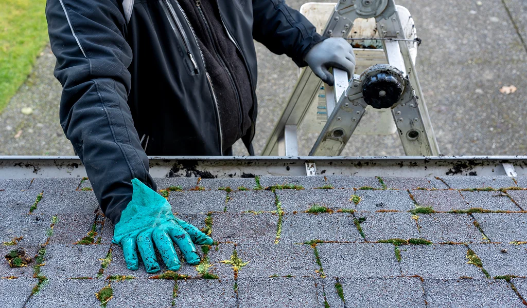 Expert Roof Moss Removal and Prevention Services in Vancouver