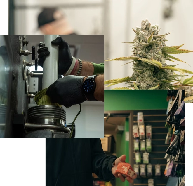 Cannabis Business Consulting Minneapolis