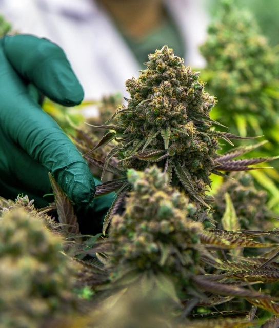 grow your cannabis business