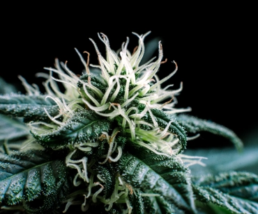 Cannabis Compliance Consulting