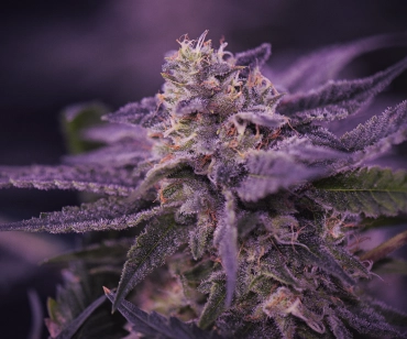 Cannabis Cultivation Consulting