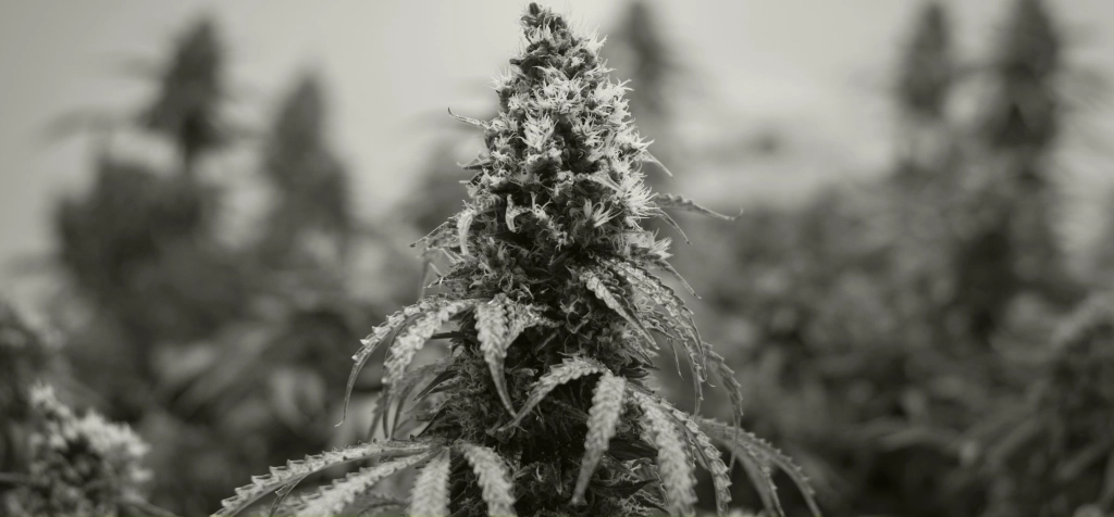 cannabis business solutions