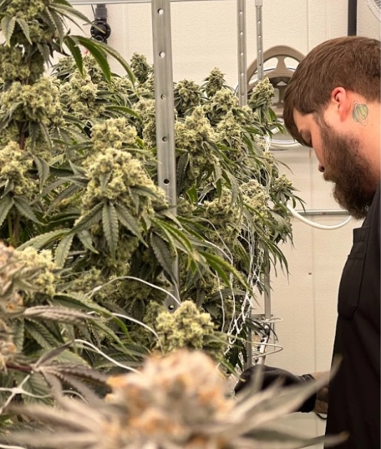 consulting for cannabis industry
