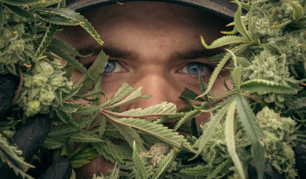 cannabis industry trends