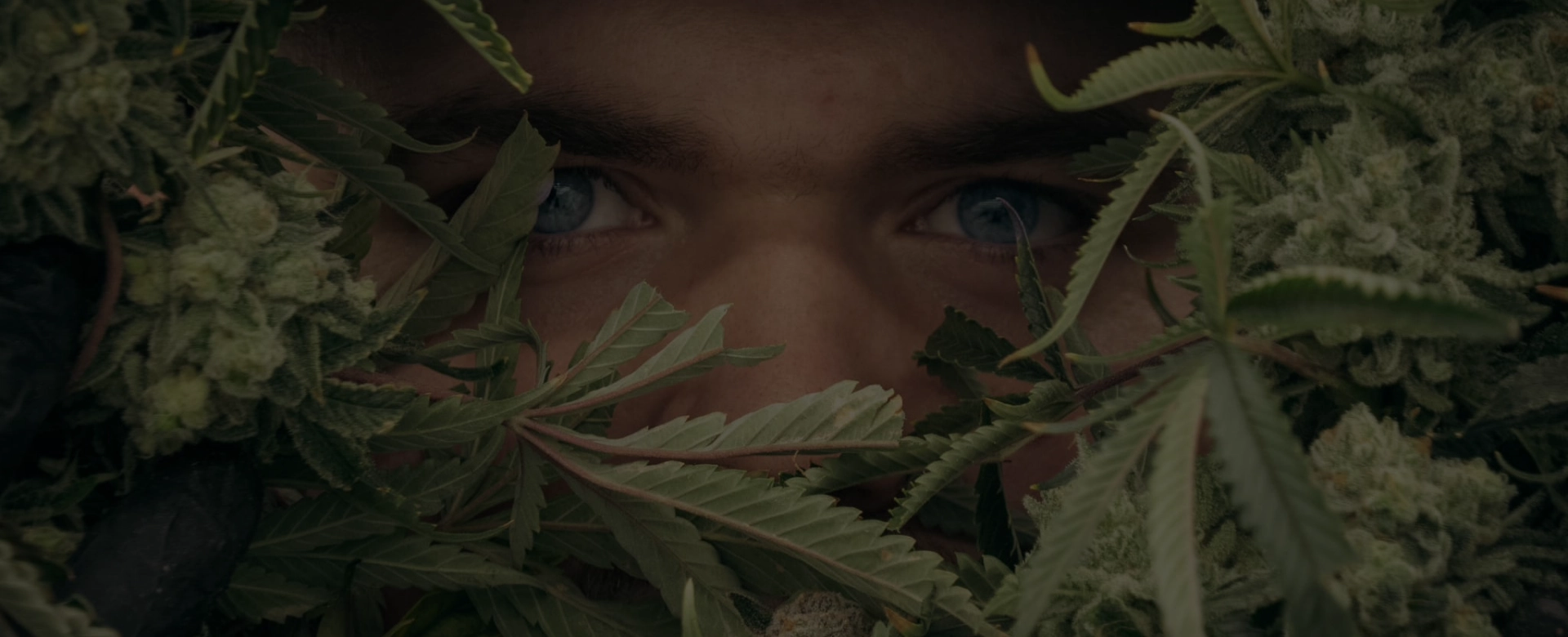 sustainable cannabis growth