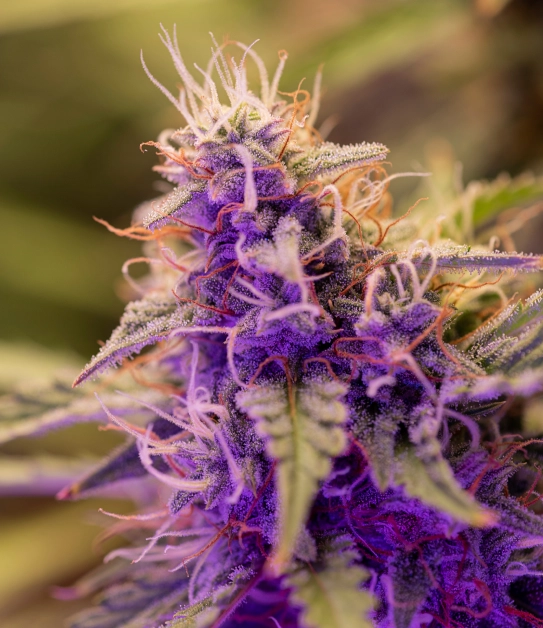 Minnesota cannabis market