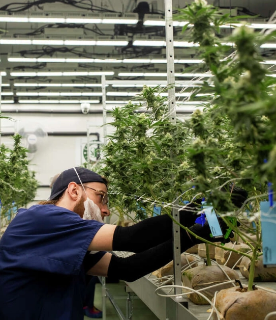 cannabis compliance experts