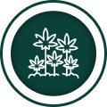 consulting for cannabis industry