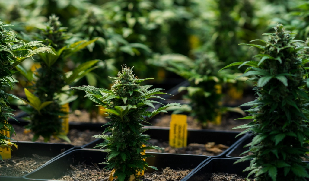 cannabis retail optimization
