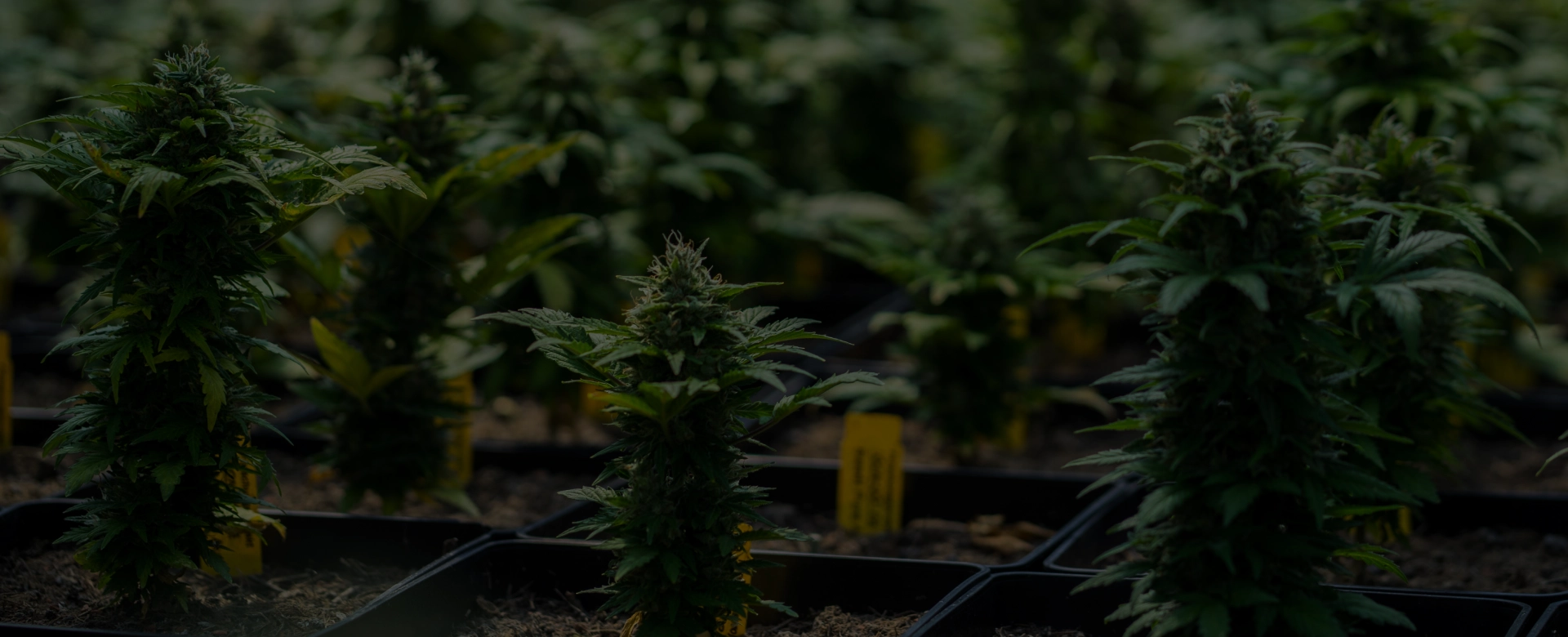 Cannabis Business Consulting St. Croix