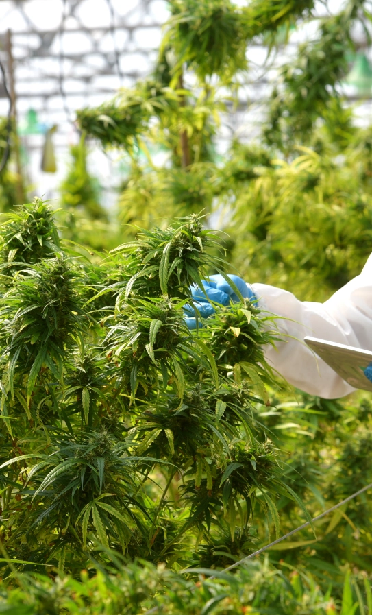Cannabis Business Consulting St. Croix