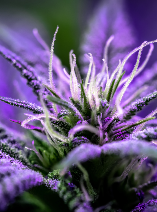 Cannabis Business Consulting St. Croix