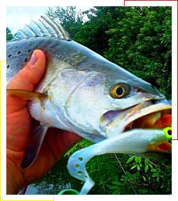 learn from fishing experts